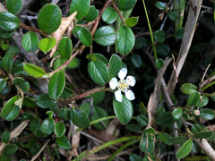 Cotoneaster morrisonensis