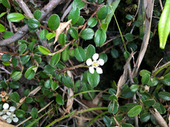Cotoneaster morrisonensis