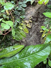 Marcgravia rectiflora