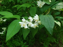 Deutzia scabra