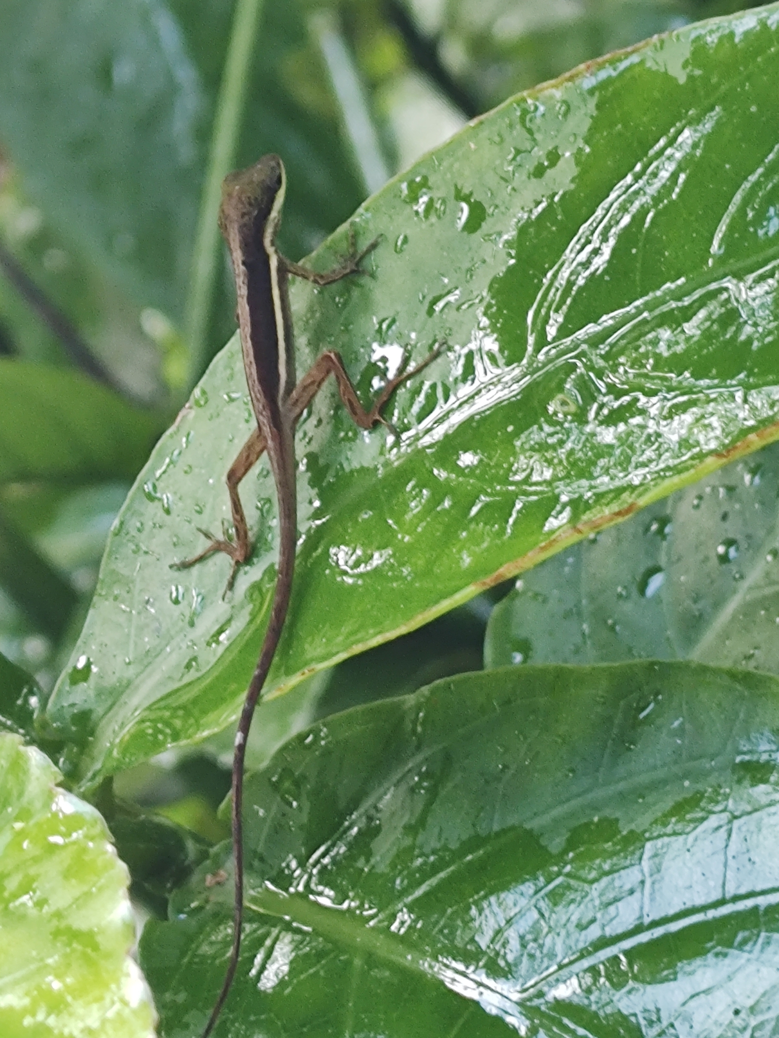 Anolis krugi Peters, 1877