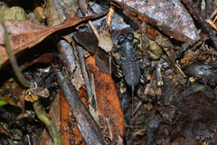 Typopeltis crucifer