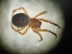 Enoplognatha thoracica