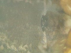 Enoplognatha thoracica