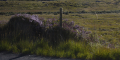 Calluna vulgaris