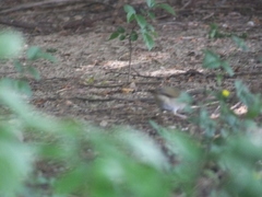 Phylloscopus tenellipes