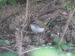 Phylloscopus tenellipes