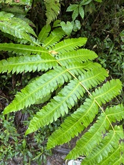 Cyathea horrida