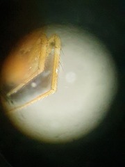 Mermessus trilobatus