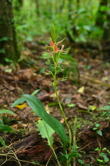 Cryptostylis arachnites