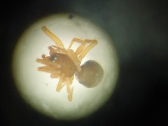 Mermessus trilobatus