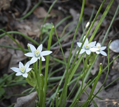Ornithogalum umbellatum