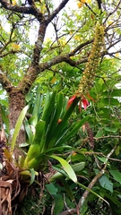 Aechmea mertensii