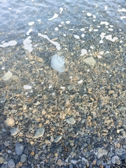 Rhizostoma pulmo