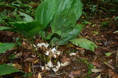 Acanthophippium striatum