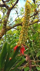 Aechmea mertensii