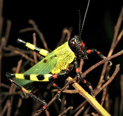 Zoniopoda tarsata