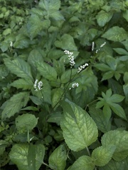 Persicaria barbata