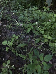 Persicaria barbata