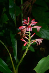 Alpinia japonica