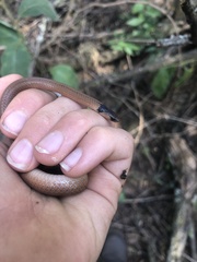 Aparallactus capensis