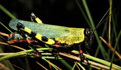 Zoniopoda tarsata