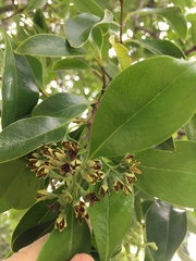 Santalum austrocaledonicum