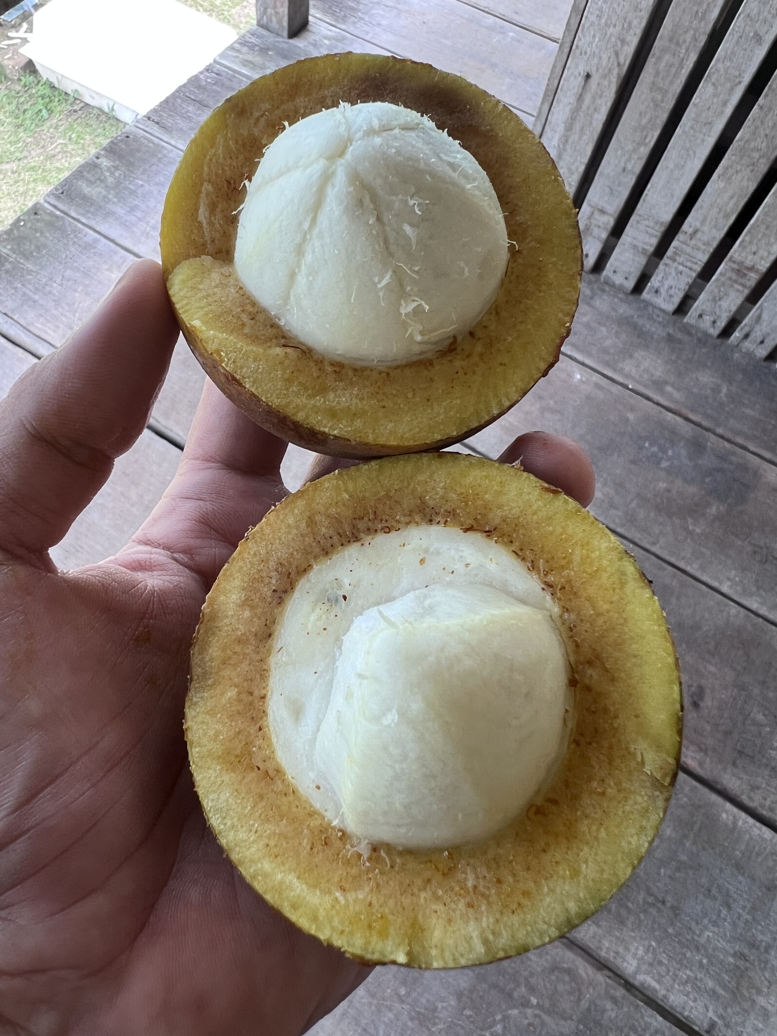 Imagem de Bacuri