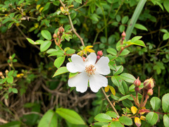 Rosa pricei
