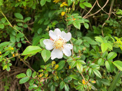 Rosa pricei