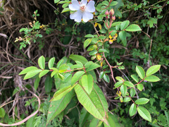 Rosa pricei