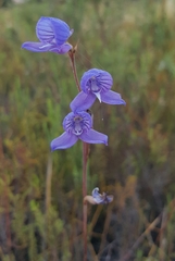 Disa purpurascens
