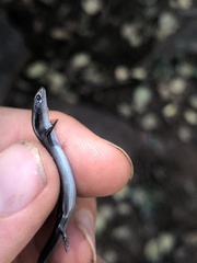 Panaspis wahlbergii