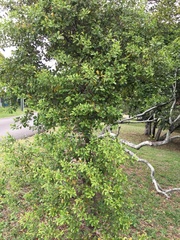 Santalum austrocaledonicum