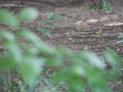 Phylloscopus tenellipes