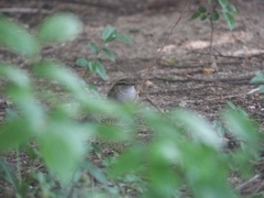 Phylloscopus tenellipes