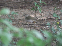 Phylloscopus tenellipes