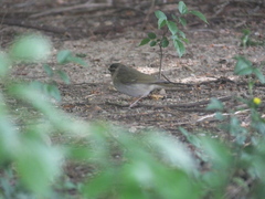 Phylloscopus tenellipes