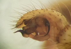Enoplognatha ovata