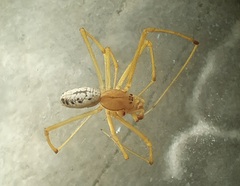 Enoplognatha ovata