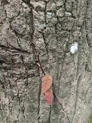 Ficus sarmentosa nipponica