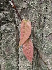 Ficus sarmentosa nipponica