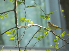 Phylloscopus