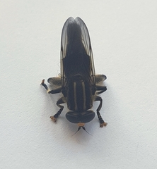 Orthoprosopa bilineata