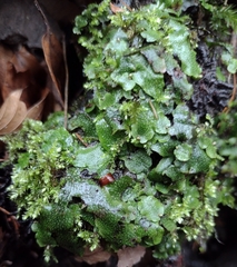 Conocephalum conicum