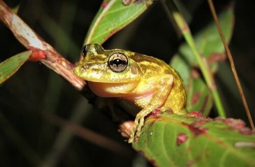 Chapada dos Veadeiros Snouted Tree Frog, Scinax rogerioi