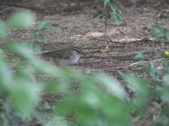 Phylloscopus tenellipes