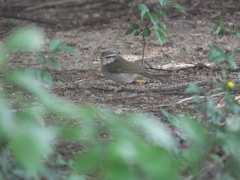 Phylloscopus tenellipes