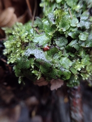 Conocephalum conicum