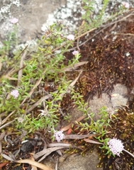 Stoebe prostrata